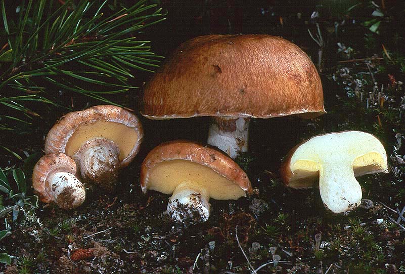 Suillus pseudobrevipes